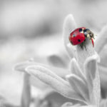 Ladybug