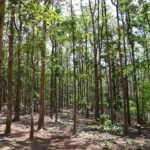 Teak Forests